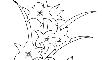 DAFFODILS COLOURING PAGE | Free Colouring Book for Children