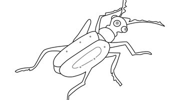 LOCUST COLOURING PICTURE | Free Colouring Book for Children