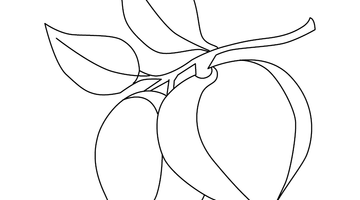 PLUM COLOURING PICTURE | Free Colouring Book for Children