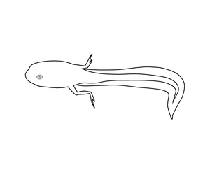 Tadpole Colouring Page | Free Colouring Book for Children