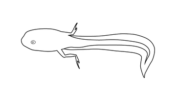 Tadpole Colouring Page | Free Colouring Book for Children