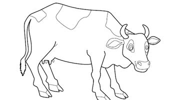 Cow Colouring Image | Free Colouring Book for Children