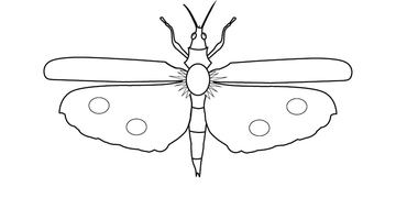 The Very Hungry Caterpillar Butterfly Coloring Page The Very Hungry Caterpillar Butterfly Coloring Page