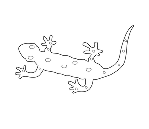 Lizard Colouring Picture | Free Colouring Book for Children