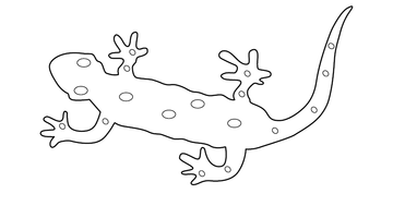 Lizard Colouring Picture | Free Colouring Book for Children