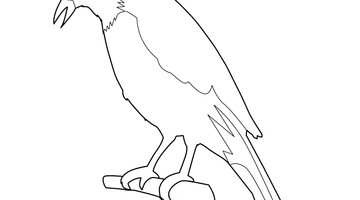 EAGLE COLOURING PICTURE FOR KIDS | Free Colouring Book for Children
