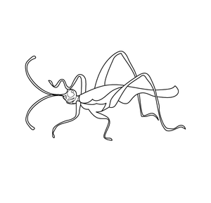 MANTID COLOURING PICTURE | Free Colouring Book for Children