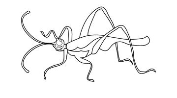 MANTID COLOURING PICTURE | Free Colouring Book for Children