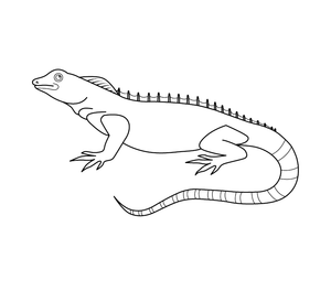 Chameleon Colouring Page | Free Colouring Book for Children