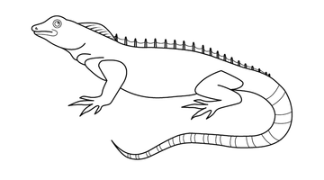 Chameleon Colouring Page | Free Colouring Book for Children
