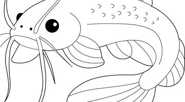 Free Catfish Colouring Page | Free Colouring Book for Children