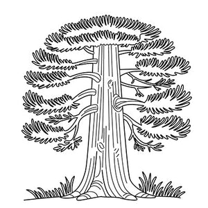 Redwood Tree Colouring Page 