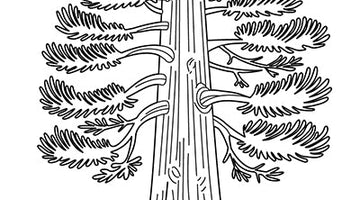 Redwood Tree Colouring Page 