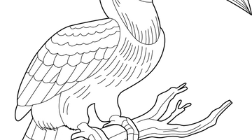 Hornbill Colouring Page | Free Colouring Book for Children