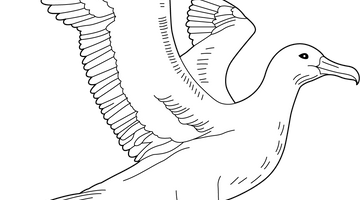 Albatross Colouring Page | Free Colouring Book for Children