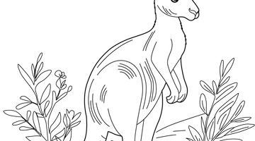 Kangaroo Colouring Page | Free Colouring Book for Children