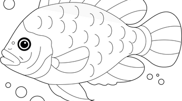 Tilapia Fish Colouring Page | Free Colouring Book for Children