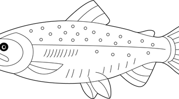 Printable Salmon Fish Colouring Page | Free Colouring Book for Children