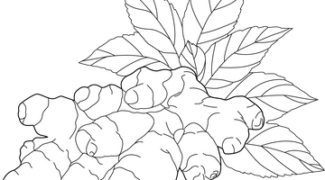 Ginger Colouring Page | Free Colouring Book for Children