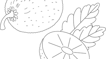 Kiwi Fruit Colouring Page | Free Colouring Book for Children