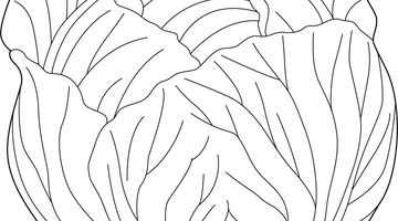 Printable Cabbage Colouring Page | Free Colouring Book for Children