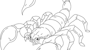 Scorpion Colouring Page for Children | Free Colouring Book for Children