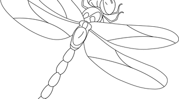 Dragon Fly Colouring Page | Free Colouring Book for Children