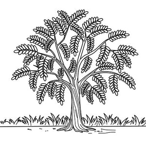 Ashoka Tree Colouring Page