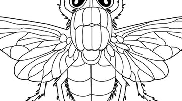 House Fly Colouring Page