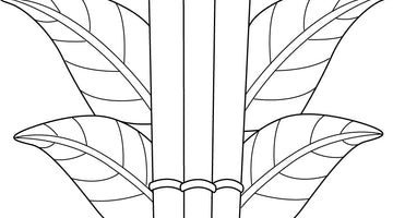 Pan Flute Instrument Colouring Page