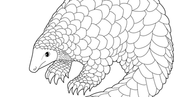 Pangolin Colouring Page | Free Colouring Book for Children