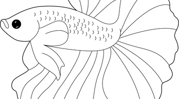 Betta Fish Colouring Page | Free Colouring Book for Children