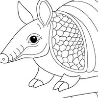 Armadillo Colouring Page