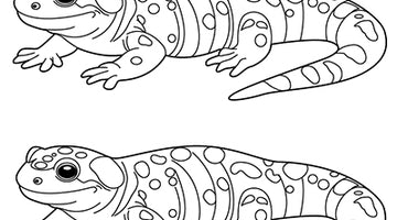 Salamander Colouring Page 