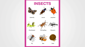 Insects Chart for Kids