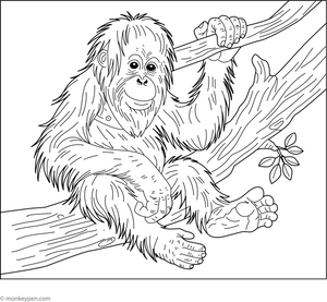 Sumatran Orangutan Coloring Page  – fun and educational printable for children