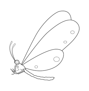 Butterfly  coloring page – fun and educational printable for children