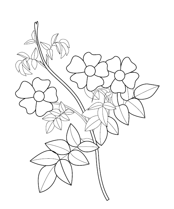 Flower Coloring Image