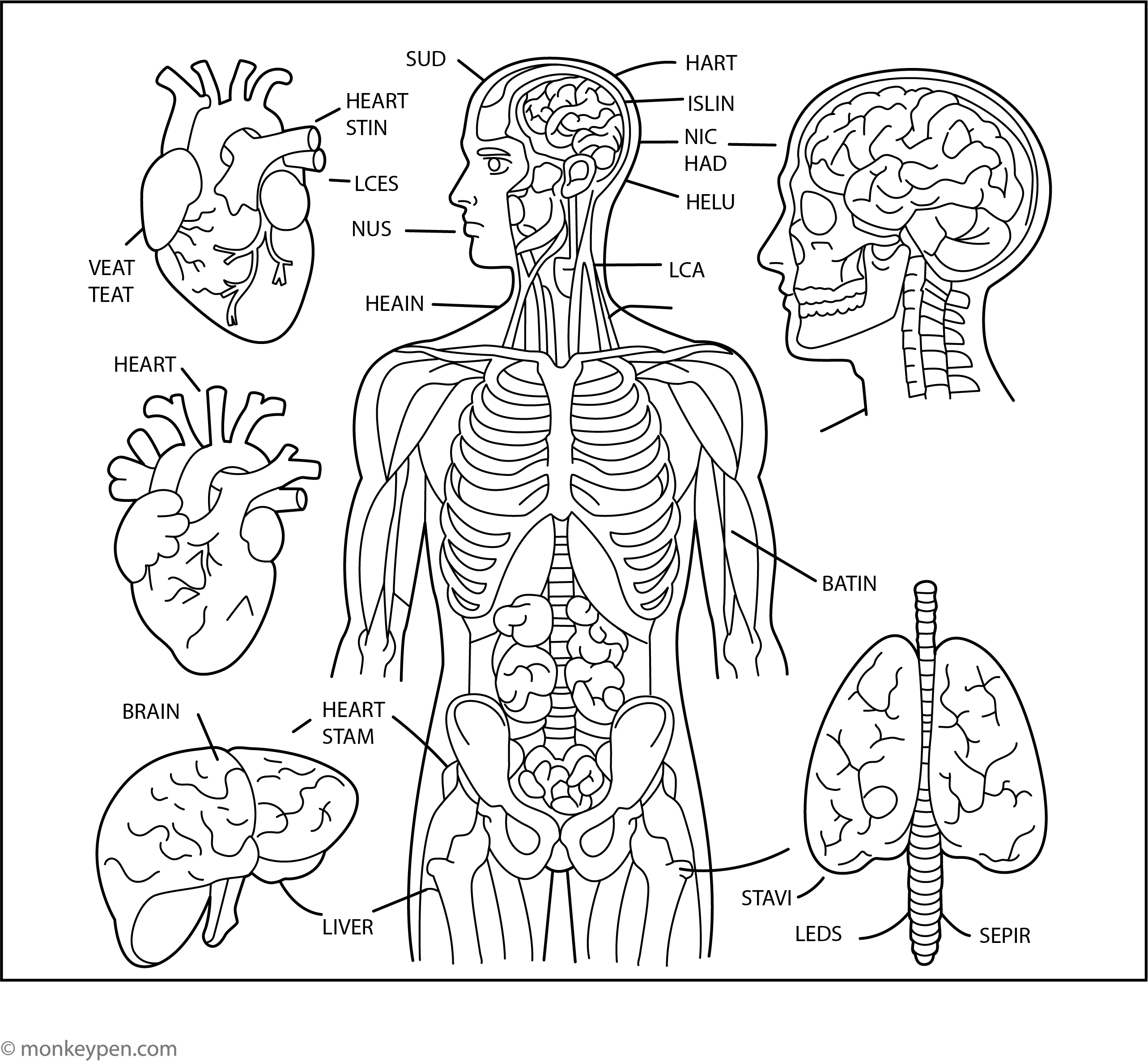 Human Anatomy Coloring Pages For Kid human-anatomy-coloring-pages-for-kid
