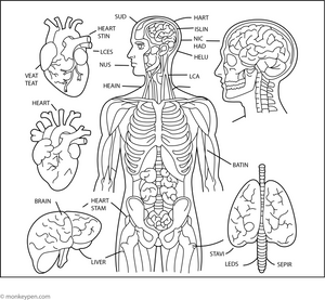 Human Body Anatomy Coloring Page