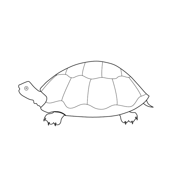Aquatic Animals Coloring Book
