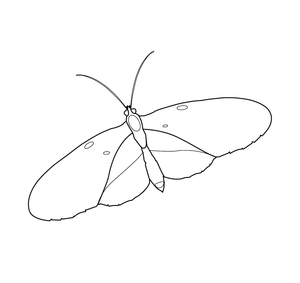 Butterfly  coloring page – fun and educational printable for children