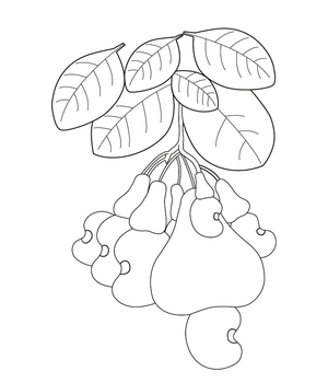 Free Printable Cashew Fruit Coloring Image