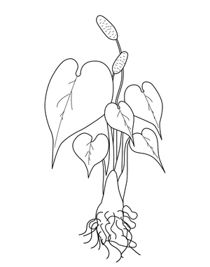 Free Printable Leaf Coloring Page