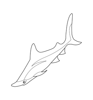 Shark Coloring page – fun and educational printable for children