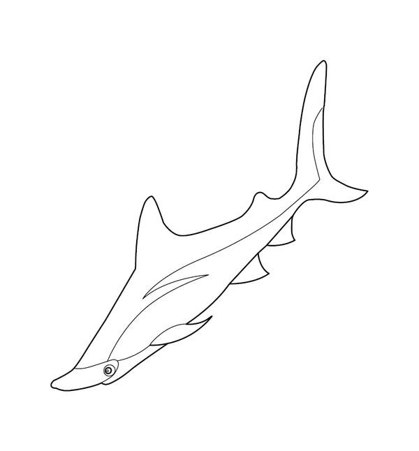 Shark Coloring page – fun and educational printable for children