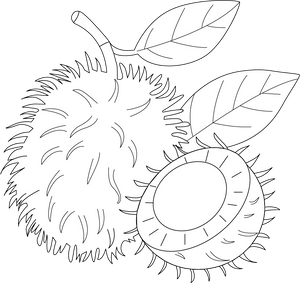 Rambutan coloring page – fun and educational printable for children