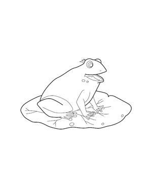 Frog Coloring Image