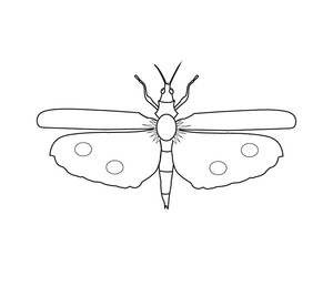Butterfly  coloring page – fun and educational printable for children