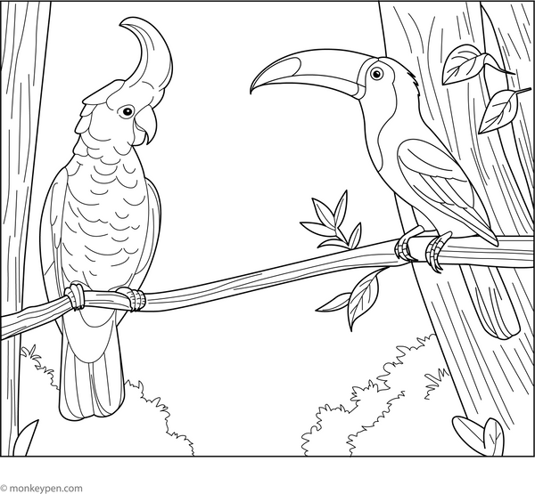 Cockatoo and a Toucan Coloring Page – fun and educational printable for children